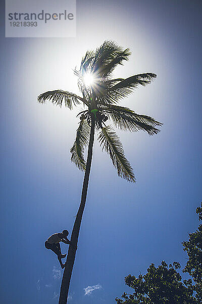 Dominikanische Republik . Mann klettert mit bloßen Händen auf die Spitze einer Kokospalme