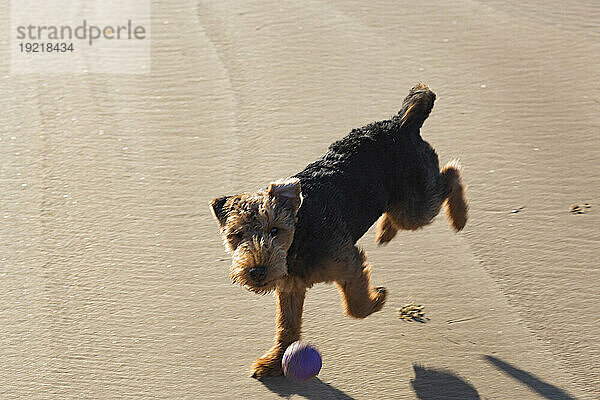 Frankreich  Les Sables d'Olonne  85  La Grande Plage  Hund jagt einen Ball.