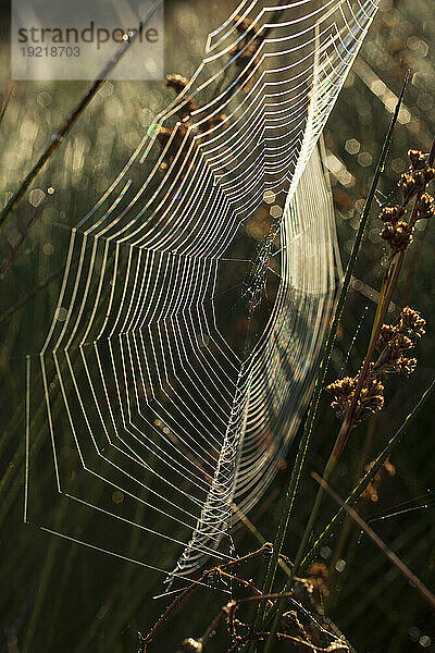 Nahaufnahme eines im Gras gewebten Spinnennetzes