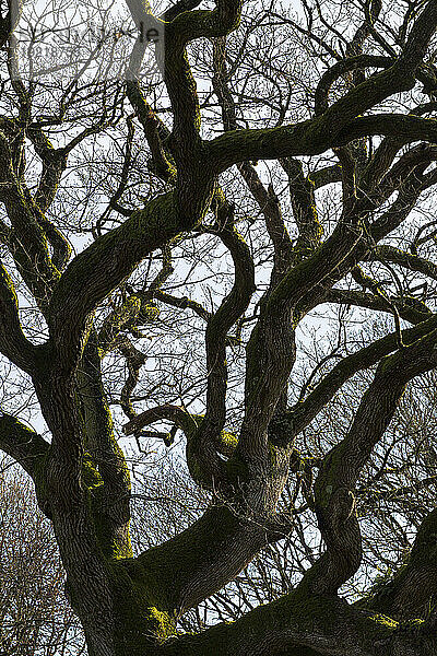 France  Plechatel  35  close-up on the bark of the Breslon oak.