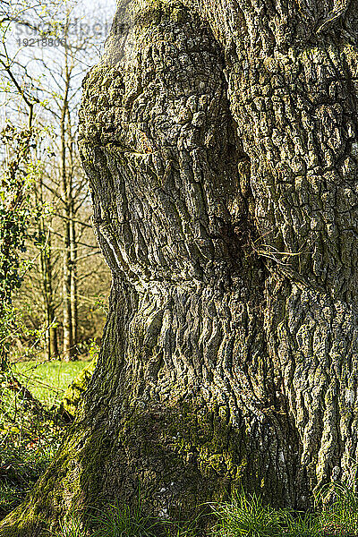 France  Plechatel  35  Breslon oak trunk  close-up on the bark.