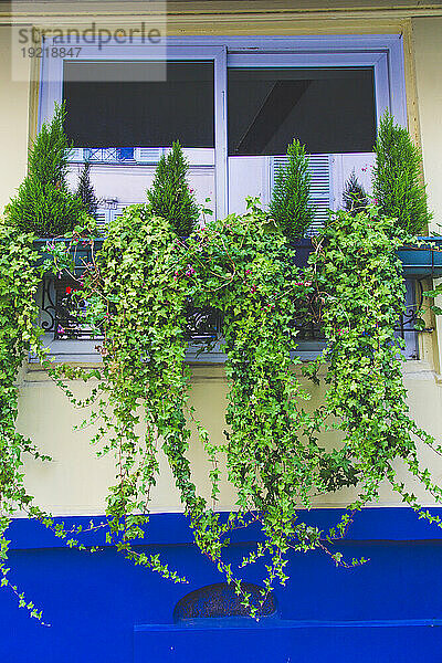 Frankreich  Paris  Pflanzgefäß vor einem kleinen Fenster