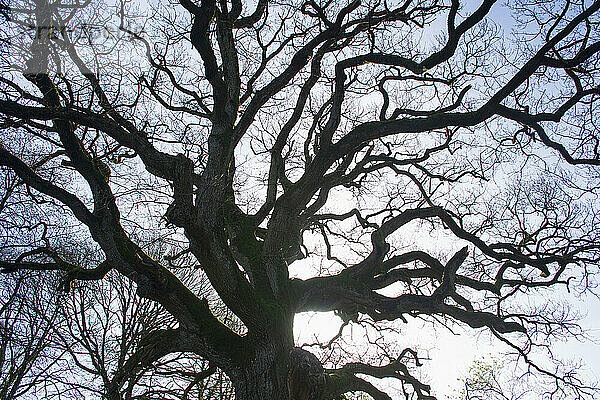 France  Plechatel  35  Breslon oak.
