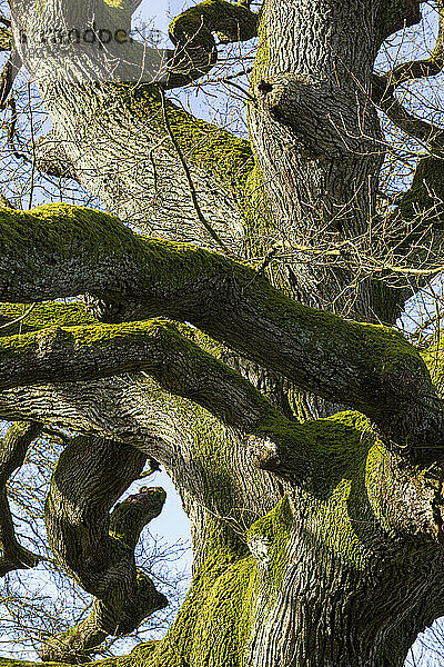 France  Plechatel  35  Breslon oak.