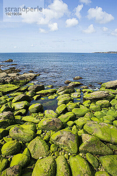 France  ile d'Yeu  85  Pointe des Corbeaux  green algae on rocks.