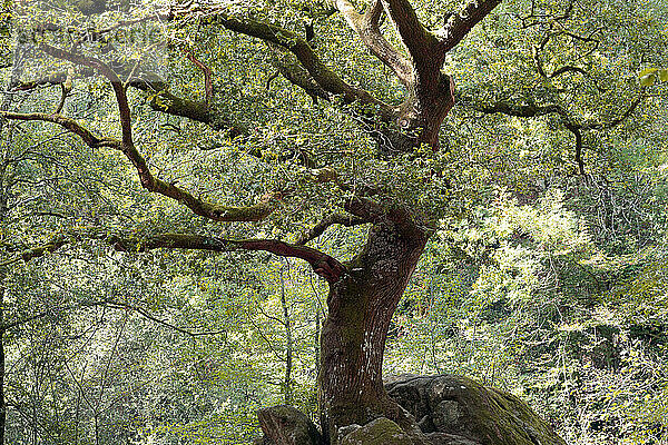 France  Saint-Junien  87  oak tree in the Glane valley  Corot site.