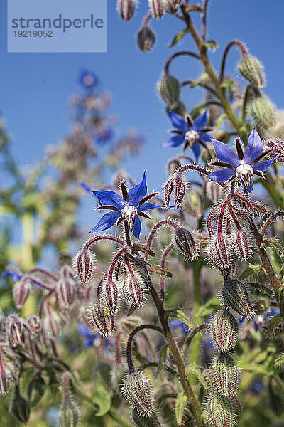 Close-up of borage in bloom.
