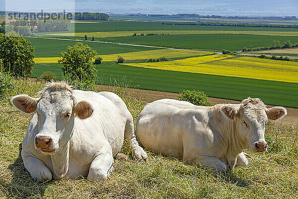 Frankreich  Hauts de France  Pas de Calais  weiße Kühe liegen