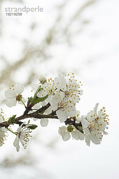 Plum blossom close-up.