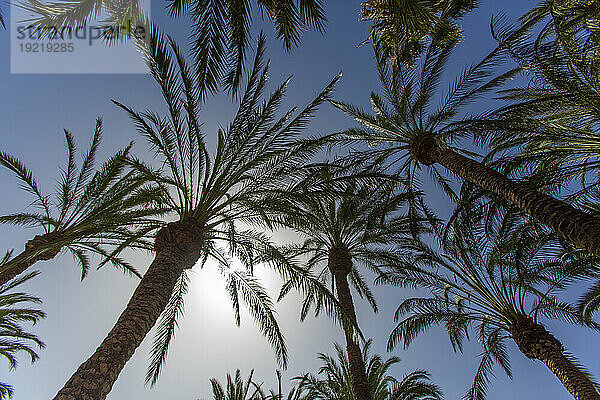 Europa  Spanien  Kanarische Inseln  Fuerteventura. Palmen von unten gesehen