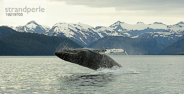 Buckelwal-Verstöße in der Nähe des Glacier-Bay-Nationalparks  Alaska