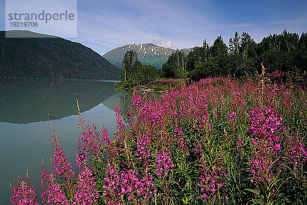 Weidenröschen am Ufer des Kenai Lake Sommer KP Alaska