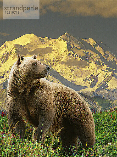 Composite Grizzly steht in der Tundra mit Mt. Mckinley im Hintergrund  Alaska Composite