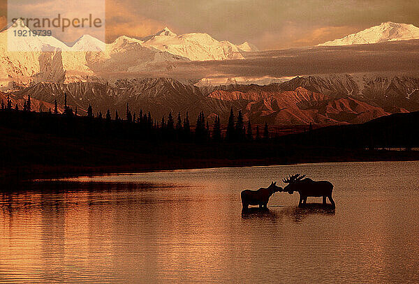 Elch küsst sich im Wunder Lake Denali Np Digital Composite