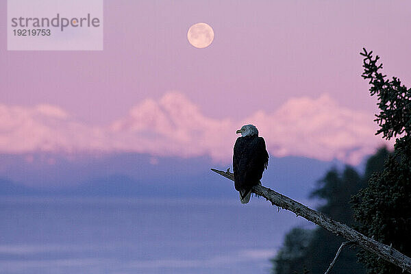 Ein Weißkopfseeadler thront auf einem Ast mit dem bei Sonnenaufgang untergehenden Mond im Hintergrund  Tongass Forest  Alaska  Composite