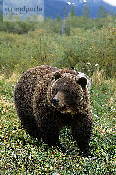 Gefangener Grizzlybär im Alaska Wildlife Conservation Center Alaska