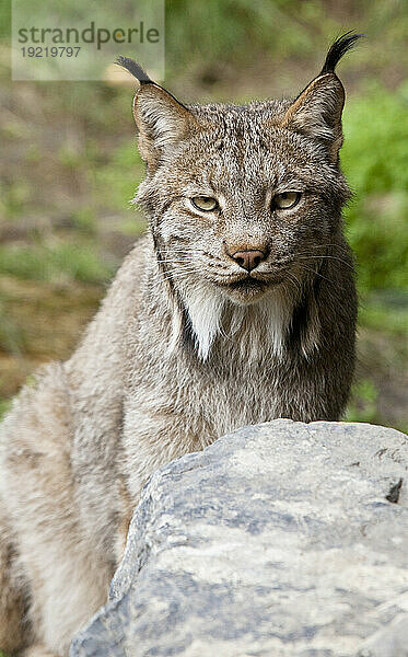 Gefangener: Nahaufnahme eines Luchses im Alaska Wildlife Conservation Center  Südzentralalaska  Sommer