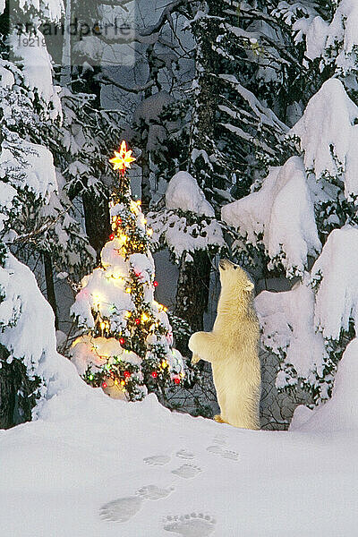 Eisbärjunges steht auf den Hinterbeinen und schaut auf den Stern am Weihnachtsbaum im Wald Alaska Winter Composite