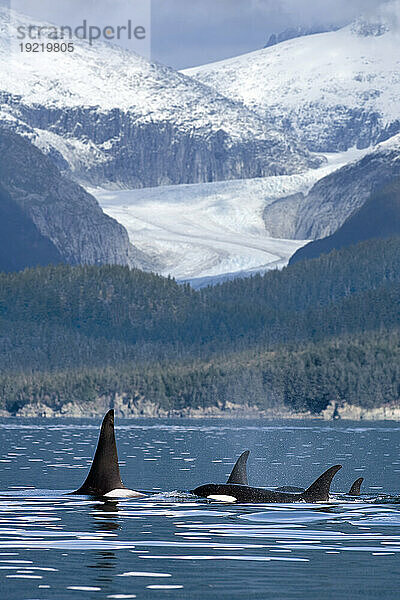 Eine Gruppe Orca-Wale taucht in der Lieblingspassage in der Nähe von Juneau auf  mit dem Eagle-Gletscher und der Küstenkette im Hintergrund  Alaska  Composite