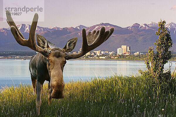 Bull Elch steht vor der Aussicht auf die Skyline von Anchorage Summer South Central Alaska Composite