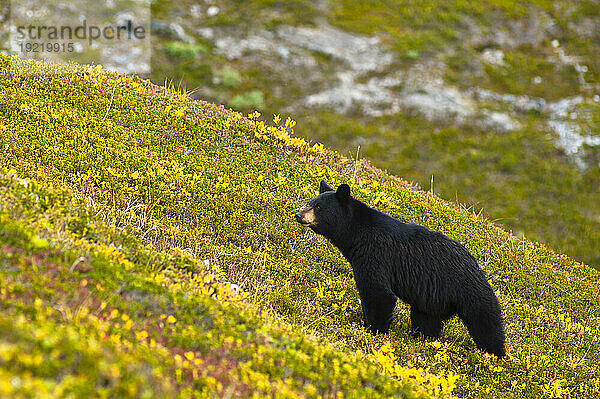 Ein Schwarzbär  der auf einem Hügel in der Nähe des Harding Icefield Trail in der Nähe des Exit-Gletschers  Kenai-Fjords-Nationalpark  Seward  Südzentralalaska  Herbst nach Beeren sucht