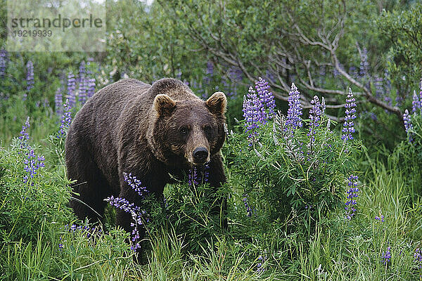 Gefangen: Braunbär spaziert zwischen Lupinen-Wildblumen im Alaska Wildlife Conservation Center im Sommer in Süd-Zentral-Alaska