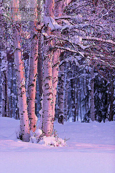 Rosafarbenes Sonnenuntergangslicht  das auf Birken im Russian Jack Springs Park  Anchorage  Südzentralalaska  Winter fällt