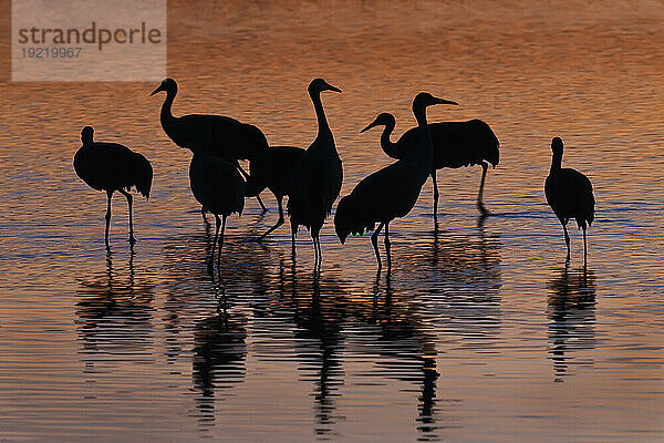 Silhouette von Kanadakranichen  die bei Sonnenuntergang in einem ruhenden Teich im Bosque Del Apache National Wildlife Refuge  New Mexico  USA  im Winter waten