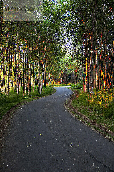 Paved Path Winding Through The Forest  Tony Knowles Coastal Trail  Anchorage  Alaska  Hdr Image