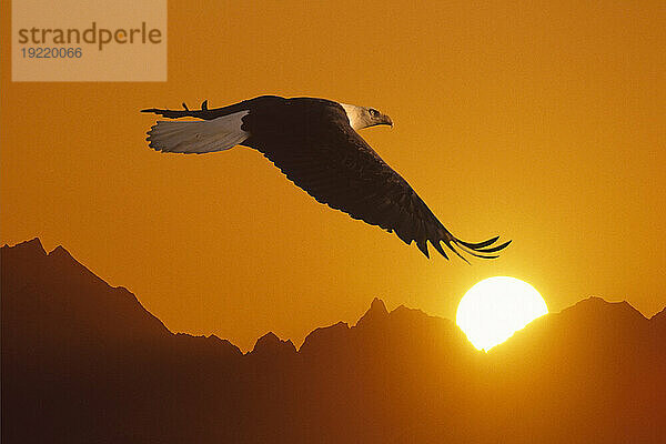 Weißkopfseeadler im Flug Sonnenuntergang über Mtn Composite