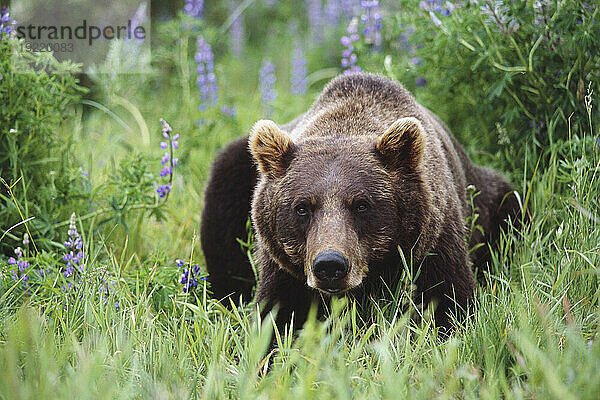 Gefangen: Braunbär liegt im Sommer im Süden Alaskas zwischen Lupinen-Wildblumen im Alaska Wildlife Conservation Center
