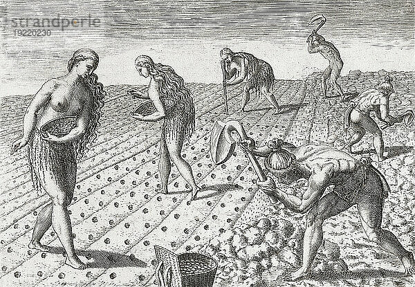 Sowohl Männer als auch Frauen der amerikanischen Ureinwohner bearbeiten den Boden und pflanzen Samen. Nach einem Werk von Theodor de Bry aus dem späten 16. Jahrhundert.