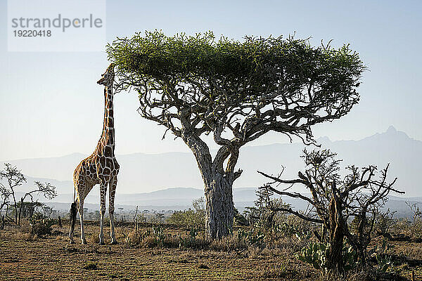 Netzgiraffe (Giraffa reticulata) steht in der Savanne und grast an einer Akazie in der Nähe des Mount Kenya; Laikipia  Kenia