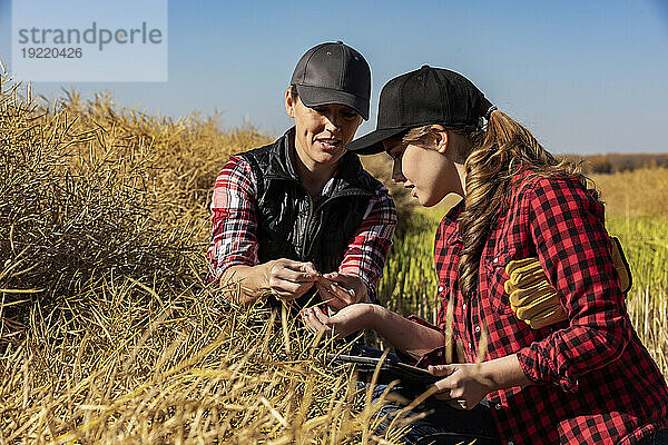 Eine Bäuerin sitzt auf den Feldern und bringt ihrem Lehrling moderne Anbautechniken für Rapspflanzen bei  die drahtlose Technologien und landwirtschaftliche Software nutzen. Alcomdale  Alberta  Kanada