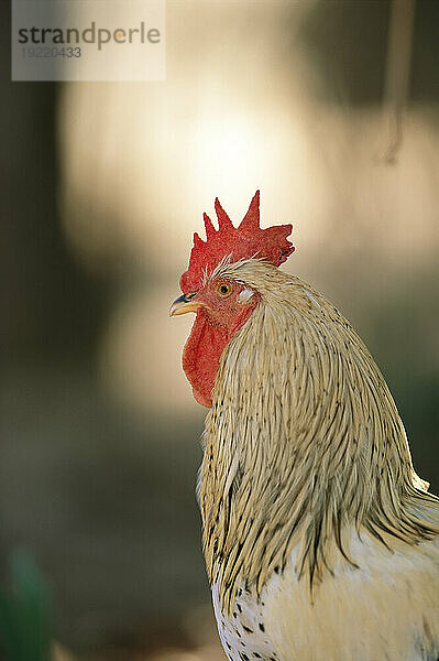 Nahaufnahme Porträt eines Hahns (Gallus Domesticus); Brasilien