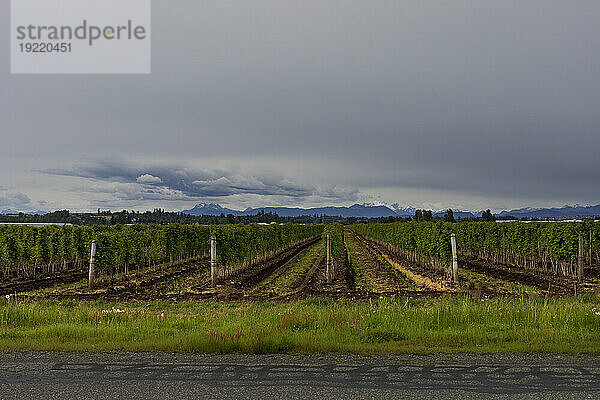 Malerische Aussicht auf Reihen von Obstbäumen entlang einer Landstraße unter einem stürmischen Himmel mit den Silhouetten der Berge am Horizont; Abbotsford  British Columbia  Kanada