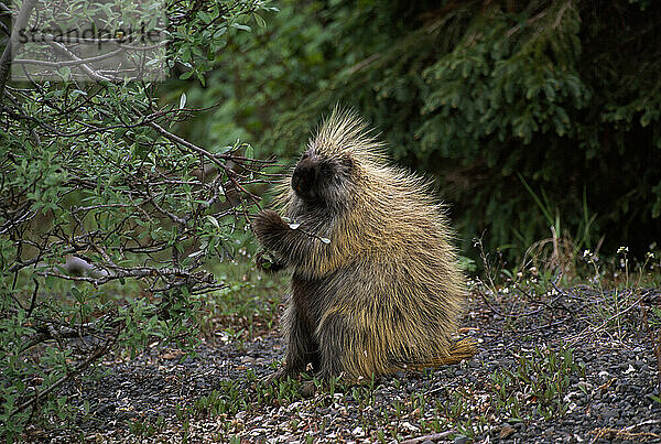 Stachelschwein steht neben einem Baum und knabbert an den Zweigblättern im Wood-Tikchick State Park  Alaska  USA; Alaska  Vereinigte Staaten von Amerika