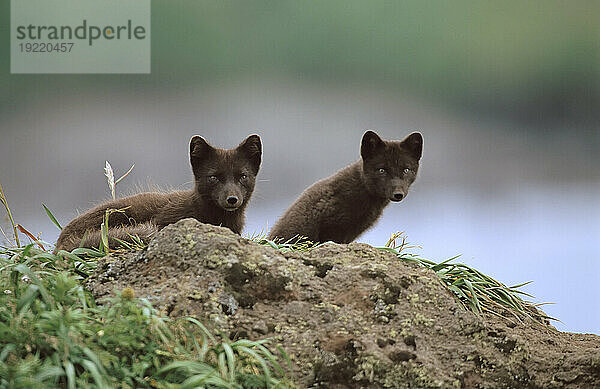 Paar Polarfüchse (Alopex lagopus) in ihren Sommermänteln; St. Paul Island  Pribilof Islands  Alaska  Vereinigte Staaten von Amerika