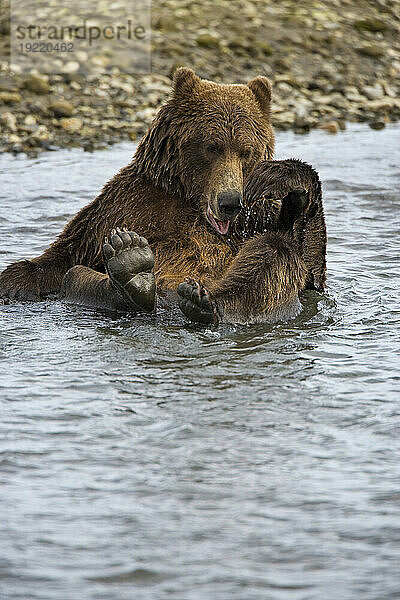 Braunbär (Ursus arctos) beim Baden in einem Fluss im Katmai-Nationalpark  Alaska  USA; Alaska  Vereinigte Staaten von Amerika