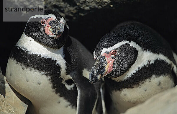 Nahaufnahme von zwei peruanischen oder Humboldt-Pinguinen (Spheniscus humboldti) im Nationalpark Pan de Azucar; Chile