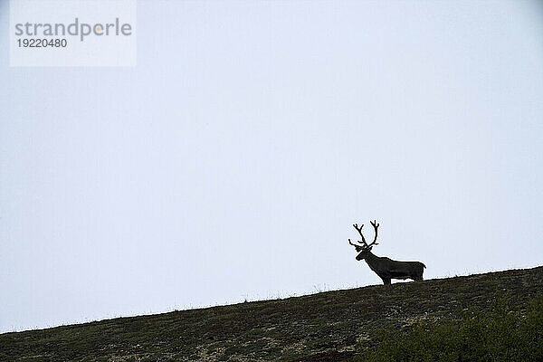 Einsame Silhouette eines Karibus (Rangifer tarandus) mit Geweih im Denali National Park and Preserve  Alaska  USA; Alaska  Vereinigte Staaten von Amerika