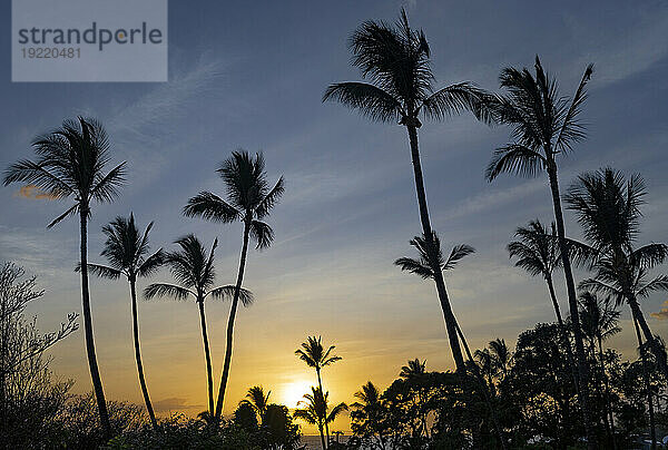 Silhouette von Palmen (Arecaceae) vor goldenem Sonnenlicht und blauem Himmel in der Dämmerung im Wailea Resort Area; Wailea  Maui  Hawaii  Vereinigte Staaten von Amerika