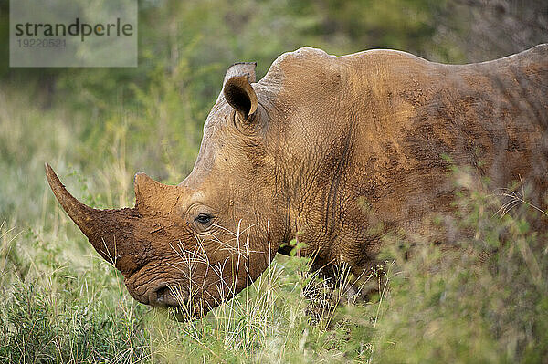 Südliches Breitmaulnashorn (Ceratotherium simum) im Madikwe Game Preserve; Südafrika