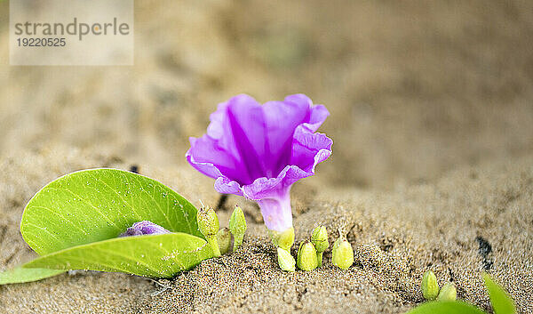 Nahaufnahme der Strandwinde (Ipomoea imperati)  die im Sand am Kamaole 2 Beach blüht; Kihei  Maui  Hawaii  Vereinigte Staaten von Amerika