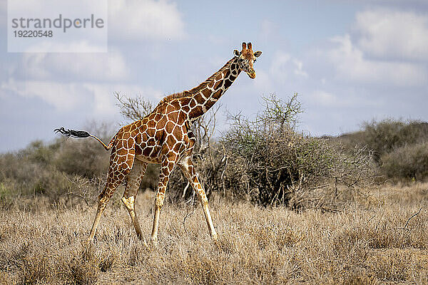 Porträt einer Netzgiraffe (Giraffa reticulata)  die an Büschen in der Savanne vorbeiläuft und die Kamera beobachtet; Laikipia  Kenia