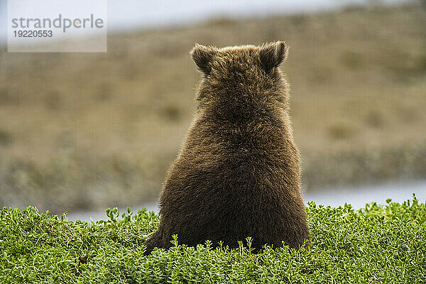 Braunbär der Alaska-Halbinsel (Ursus arctos gyas) sitzt in der Vegetation und blickt auf die Hallo Bay im Katmai National Park and Preserve  Alaska  USA; Alaska  Vereinigte Staaten von Amerika