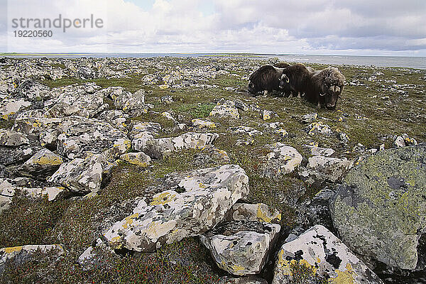 Eine Gruppe Moschusochsen (Ovibos moschatus) grasen zwischen mit Flechten bedeckten Felsen im Yukon Delta National Wildlife Refuge  Alaska  USA; Nunivak Island  Alaska  Vereinigte Staaten von Amerika