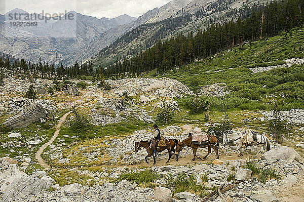 Mann führt Pferde durch Berge im Kings Canyon National Park  Kalifornien  USA; Kalifornien  Vereinigte Staaten von Amerika