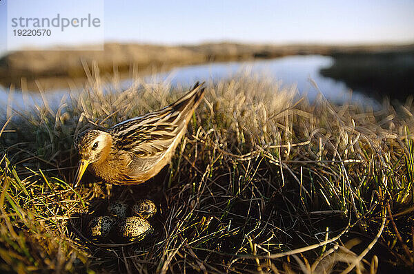 Wasservogel auf Nest und Eiern im North Slope-Gebiet von Alaska  USA; North Slope  Alaska  Vereinigte Staaten von Amerika