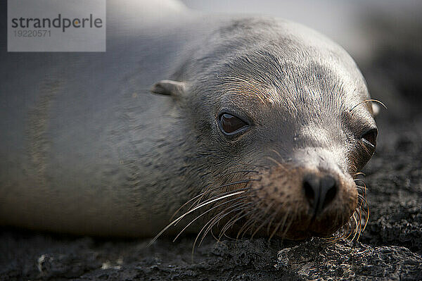 Der vom Aussterben bedrohte Galapagos-Seelöwe (Zalophus wollebaeki) ruht auf einem Felsen im Galapagos-Inseln-Nationalpark; Insel Santiago  Galapagos-Inseln  Ecuador